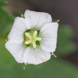 Geranium potentilloides var. abditum at Cotter River, ACT - 7 Feb 2019 08:38 AM