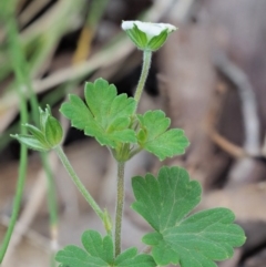 Geranium potentilloides var. abditum at Cotter River, ACT - 7 Feb 2019 08:38 AM