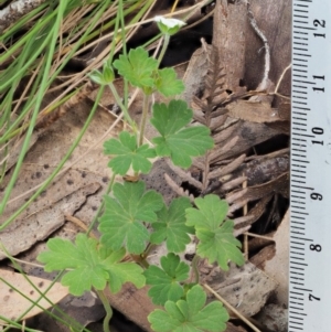 Geranium potentilloides var. abditum at Cotter River, ACT - 7 Feb 2019