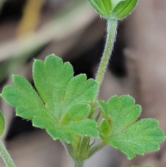 Geranium potentilloides var. abditum at Cotter River, ACT - 7 Feb 2019 08:38 AM