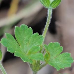 Geranium potentilloides var. abditum at Cotter River, ACT - 7 Feb 2019 08:38 AM