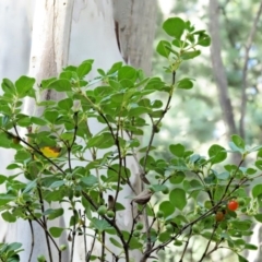 Coprosma hirtella (Currant Bush) at Cotter River, ACT - 6 Feb 2019 by KenT