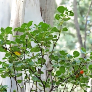 Coprosma hirtella at Cotter River, ACT - 7 Feb 2019