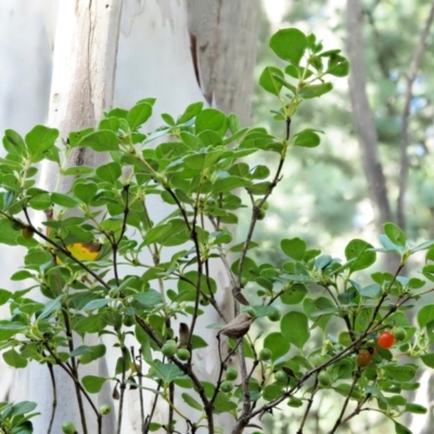 Coprosma hirtella (Currant Bush) at Cotter River, ACT - 7 Feb 2019 by KenT