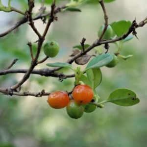 Coprosma hirtella at Cotter River, ACT - 7 Feb 2019