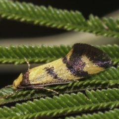 Olbonoma triptycha (Chezela Group) at Hawker, ACT - 10 Feb 2019 by AlisonMilton