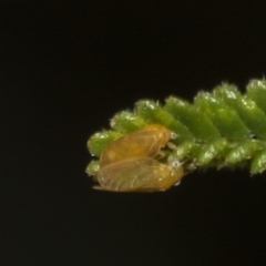 Unidentified Leafhopper & planthopper (Hemiptera, several families) (TBC) at Hawker, ACT - 10 Feb 2019 by Alison Milton