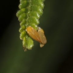 Cicadellidae (family) at The Pinnacle - 10 Feb 2019