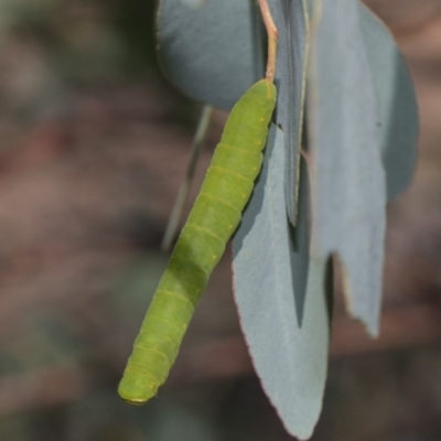 Melanodes anthracitaria (Black Geometrid) at Hawker, ACT - 10 Feb 2019 by AlisonMilton