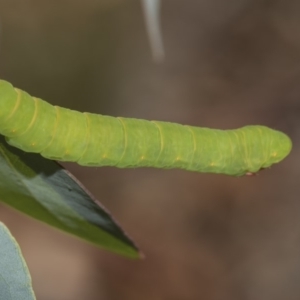 Melanodes anthracitaria at Hawker, ACT - 10 Feb 2019