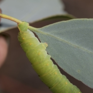 Melanodes anthracitaria at Hawker, ACT - 10 Feb 2019