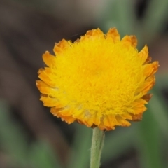 Coronidium scorpioides (Button Everlasting) at Cotter River, ACT - 7 Feb 2019 by KenT