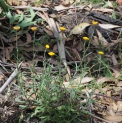 Coronidium scorpioides at Cotter River, ACT - 7 Feb 2019 10:41 AM