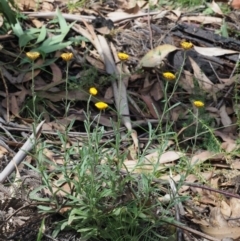 Coronidium scorpioides at Cotter River, ACT - 7 Feb 2019