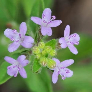 Mentha diemenica at Cotter River, ACT - 7 Feb 2019