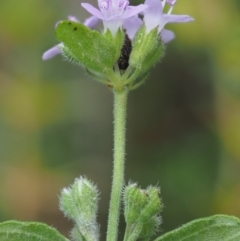 Mentha diemenica at Cotter River, ACT - 7 Feb 2019 11:06 AM