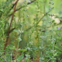 Mentha diemenica at Cotter River, ACT - 7 Feb 2019