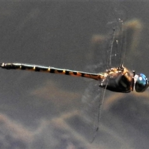 Hemicordulia australiae at Forde, ACT - 11 Feb 2019