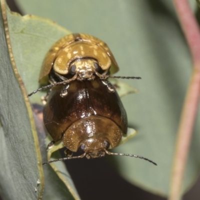 Paropsisterna cloelia (Eucalyptus variegated beetle) at Hawker, ACT - 10 Feb 2019 by AlisonMilton