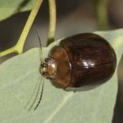 Paropsisterna cloelia at Hawker, ACT - 10 Feb 2019 02:26 PM