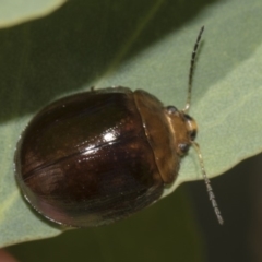 Paropsisterna cloelia at Hawker, ACT - 10 Feb 2019 02:26 PM