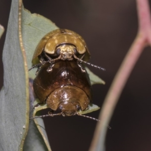 Paropsisterna cloelia at Hawker, ACT - 10 Feb 2019 02:26 PM