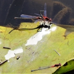 Xanthagrion erythroneurum (Red & Blue Damsel) at Forde, ACT - 11 Feb 2019 by JohnBundock