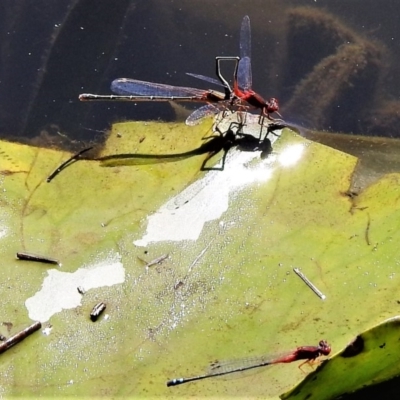 Xanthagrion erythroneurum (Red & Blue Damsel) at Yerrabi Pond - 11 Feb 2019 by JohnBundock