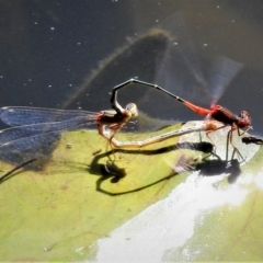 Xanthagrion erythroneurum at Forde, ACT - 11 Feb 2019 03:30 PM