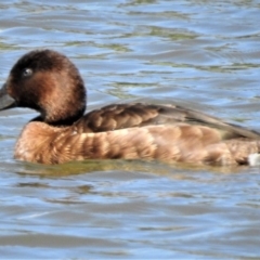 Aythya australis (Hardhead) at Yerrabi Pond - 11 Feb 2019 by JohnBundock