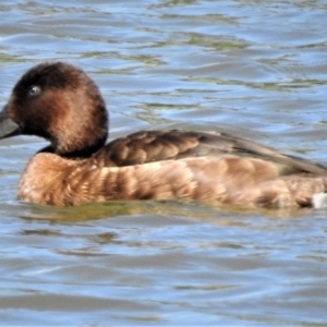 Aythya australis at Forde, ACT - 11 Feb 2019