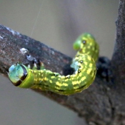 Geometridae (family) IMMATURE at Ainslie, ACT - 25 Jan 2019 by jb2602