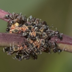 Eurymeloides pulchra (Gumtree hopper) at Hawker, ACT - 10 Feb 2019 by AlisonMilton