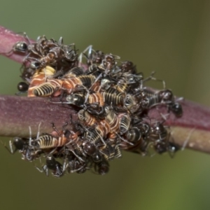 Eurymeloides pulchra at Hawker, ACT - 10 Feb 2019