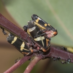 Eurymeloides pulchra at Hawker, ACT - 10 Feb 2019