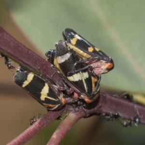 Eurymeloides pulchra at Hawker, ACT - 10 Feb 2019