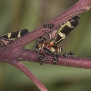 Eurymeloides pulchra at Hawker, ACT - 10 Feb 2019