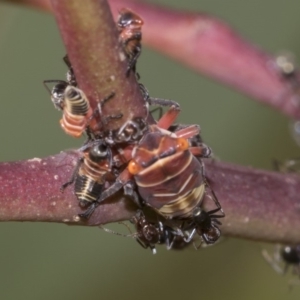 Eurymeloides pulchra at Hawker, ACT - 10 Feb 2019