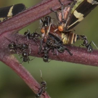 Iridomyrmex sp. (genus) (Ant) at Hawker, ACT - 10 Feb 2019 by Alison Milton