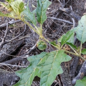 Solanum cinereum at Majura, ACT - 10 Feb 2019 05:21 PM