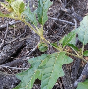 Solanum cinereum at Majura, ACT - 10 Feb 2019