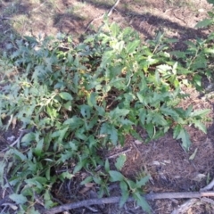 Solanum cinereum at Majura, ACT - 10 Feb 2019 05:21 PM