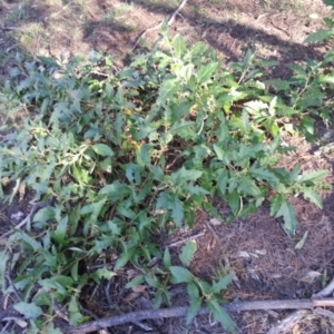 Solanum cinereum at Majura, ACT - 10 Feb 2019