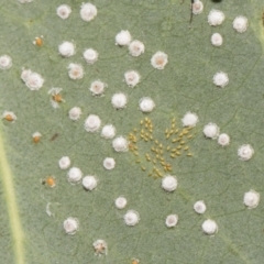 Glycaspis sp. (genus) (Unidentified sugary lerp) at Hawker, ACT - 4 Feb 2019 by Alison Milton