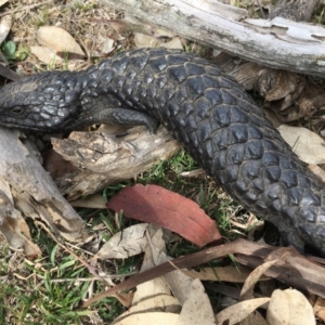 Tiliqua rugosa at Hackett, ACT - 2 Oct 2018