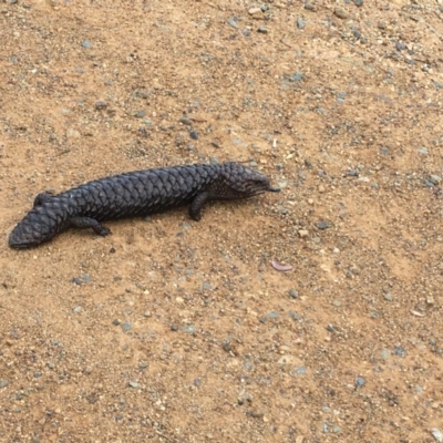Tiliqua rugosa (Shingleback Lizard) at Mount Majura - 18 Oct 2018 by Machew
