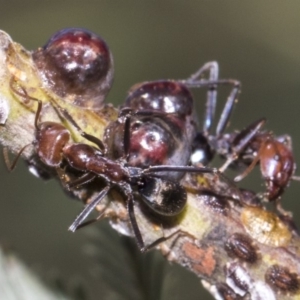 Iridomyrmex purpureus at Dunlop, ACT - 10 Feb 2019