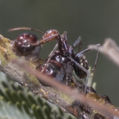 Iridomyrmex purpureus at Dunlop, ACT - 10 Feb 2019