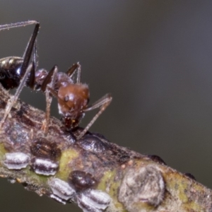 Iridomyrmex purpureus at Dunlop, ACT - 10 Feb 2019