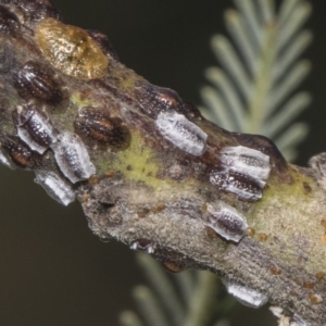 Coccidae sp. (family) at Dunlop, ACT - 10 Feb 2019 11:36 AM